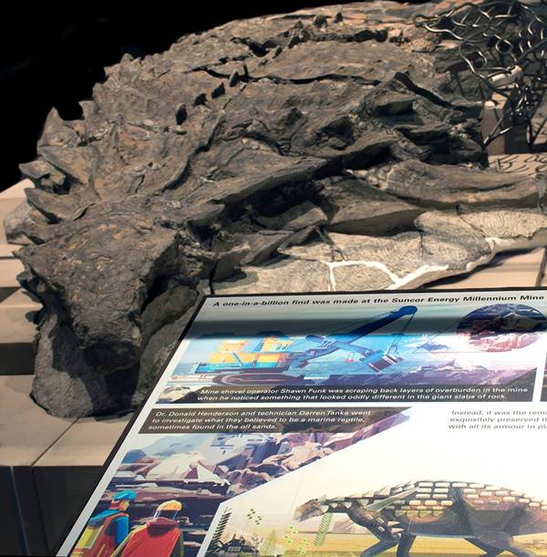 Museum Kanada Pamerkan Mumi Dinosaurus Sepanjang Lima Meter