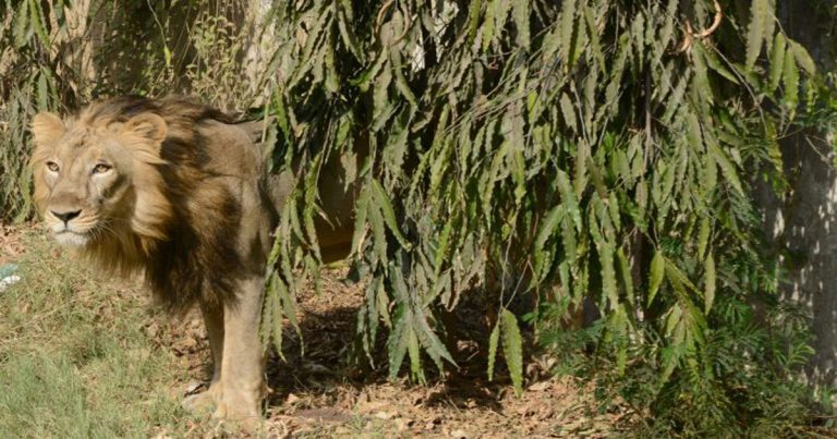Sekelompok Singa Menyerang,  15 Ekor Sapi Mati Hanya Dalam Hitungan 45 Menit