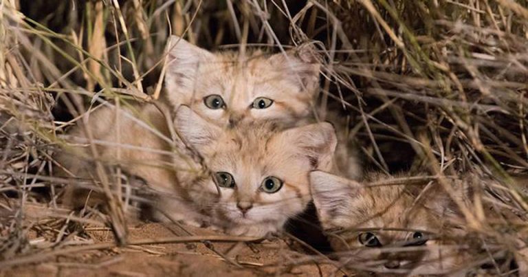 Lucu! Pertama Kalinya Penampakan Kucing Gurun Tertangkap Kamera, Spesies yang Sulit Ditemukan