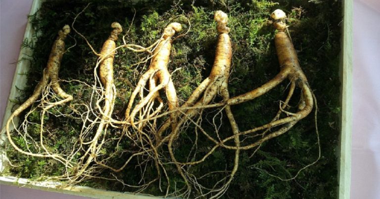 Ginseng sang Leluhur Tanaman Obat