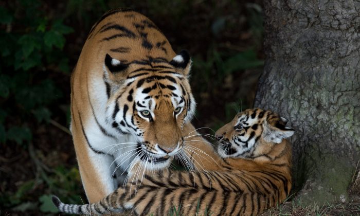 Harimau yang Berkeliaran di Jalanan Paris Ditembak Mati