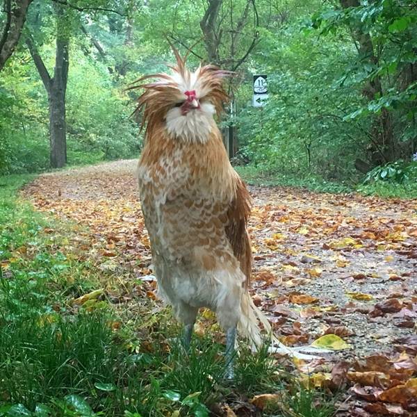 Pendaki Ini Melihat Ayam Sebagai Makhluk Hidup (Video)