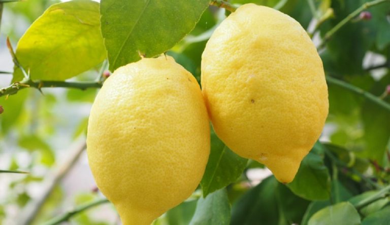 Manfaat Jeruk Lemon untuk Keperluan Rumah Tangga