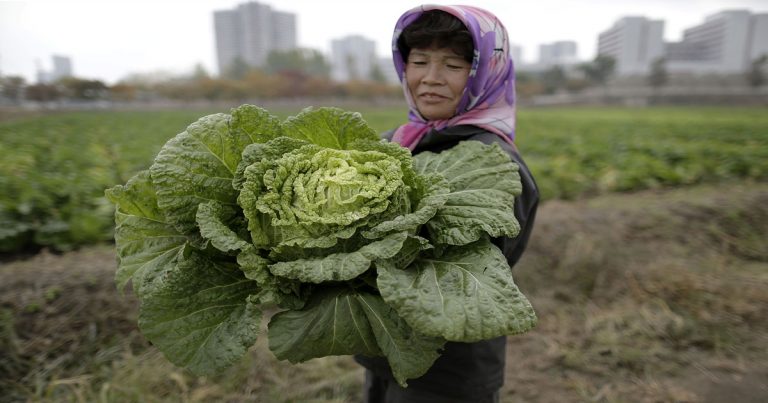 Petani di Korut Diperintahkan Menghasilkan Pemasukan Uang Asing untuk Rezim yang Kekurangan Uang