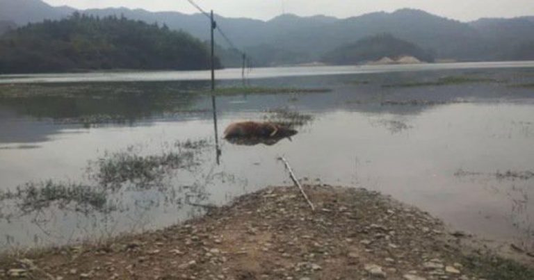 Masyarakat Guangdong, Tiongkok Khawatir dengan Meluasnya Penyebaran Penyakit Sampar Sapi