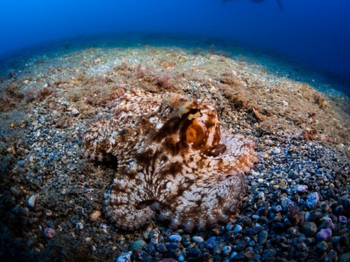 gurita Octopus vulgaris