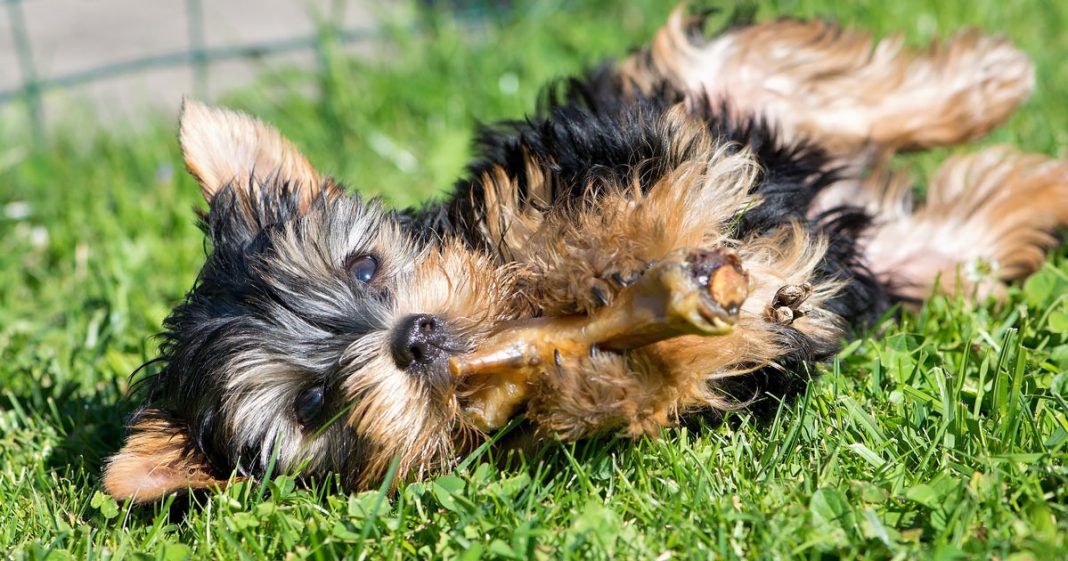 FDA Peringatkan Bahaya Makan Tulang Bagi Anjing Peliharaan - EtIndonesia