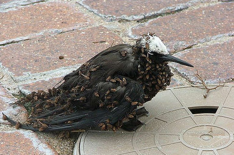 Pohon Penangkap Burung Ini Hanya Ada di Karibia