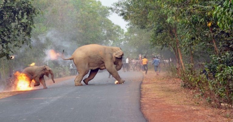 Kampanye Konservasi Satwa, Foto Bayi Gajah yang Terbakar Akibat Kebrutalan Massa Meraih Penghargaan