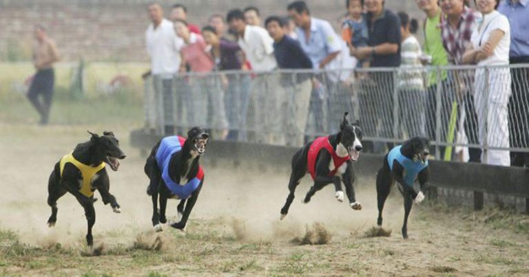 Anjing Greyhound Inggris diekspor ke Tiongkok untuk Dimasak Hidup-Hidup