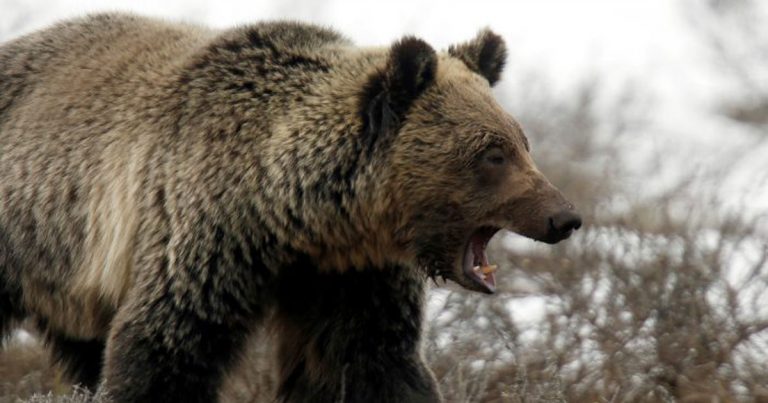 Amerika Kaji Ulang Peraturan yang Menghapus Perlindungan terhadap Beruang Coklat Yellowstone