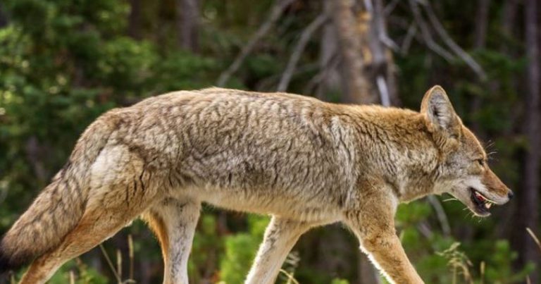 Anjing Hutan Masuk Pemukiman Warga Serang Gadis Tiga Tahun di Washington