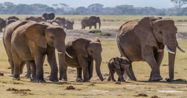 5 Ekor Gajah Termasuk yang Lagi Mengandung Mati Ditabrak Kereta Api di India