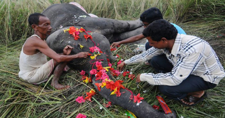 Hitungan 3 Bulan di Assam, India,  40 Gajah Tewas Mulai Ditabrak Kereta Api, Disetrum Hingga Diracun