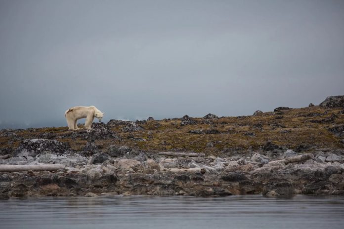 beruang kutub kelaparan akibat perubahan iklim