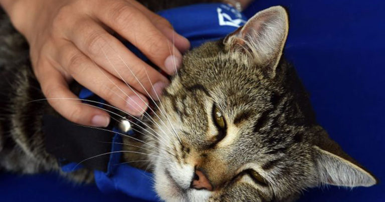 Video Tara Kucing Pemberani yang Lindungi Pemiliknya dari Serangan Anjing