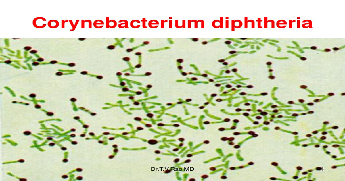 Corynebacterium diphtheriae фото