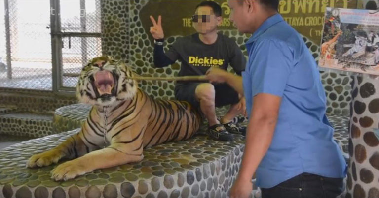 Kasihan! Agar Mengaum Sampai Terlihat Taring Saat Diajak Foto Bareng Turis, Harimau Ini Ditusuk-tusuk