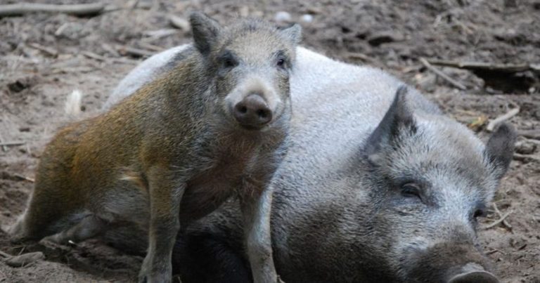 (Video) Babi Liar Geruduk Sekolah Hingga Berenang di Kolam Sekolah Jepang, Pelajar Terpaksa Dievakuasi