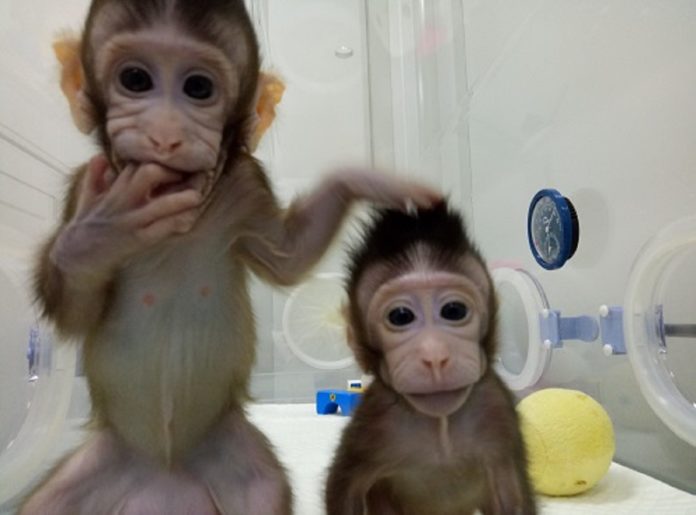 kloning monyet