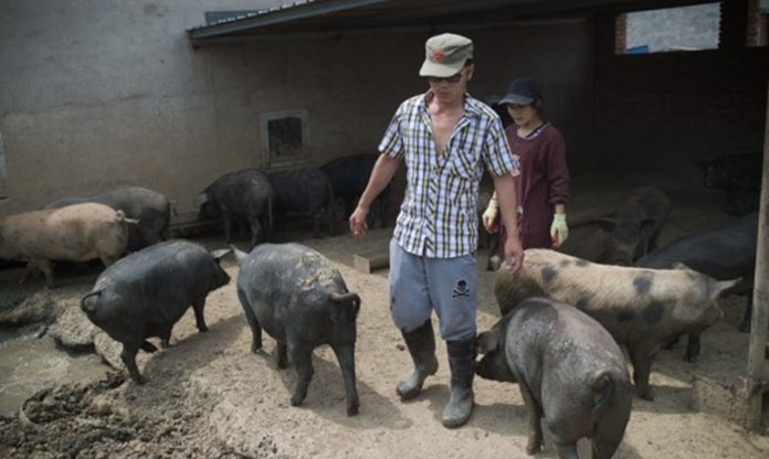 bangkai babi akibat flu babi afrika diolah