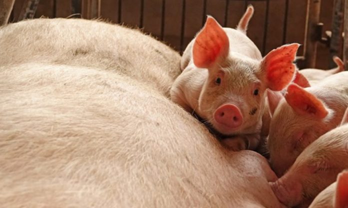 wabah flu babi afrika di cina tiongkok