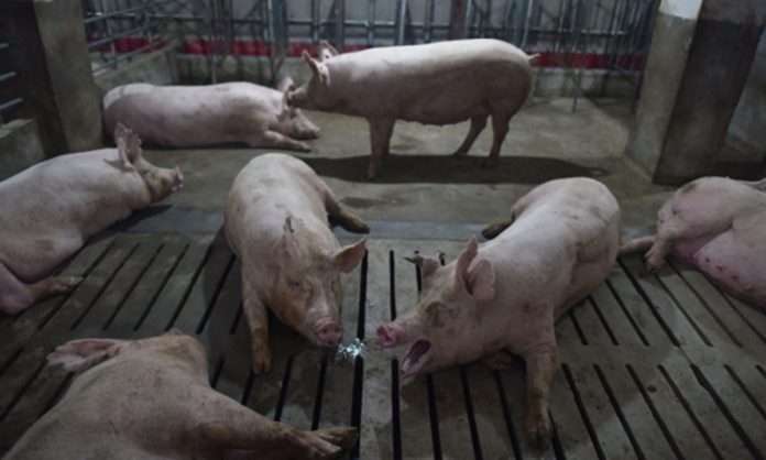 flu babi di cina tiongkok makin menyebar