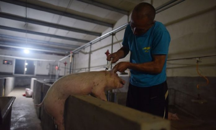 perang tarif merugikan perternakan babi cina tiongkok
