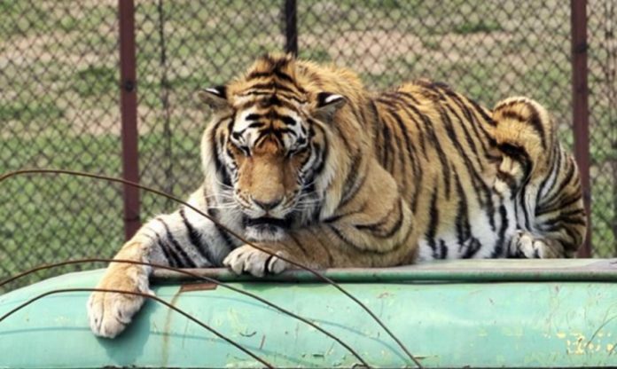 perlindungan hewan langka harimau dan badak