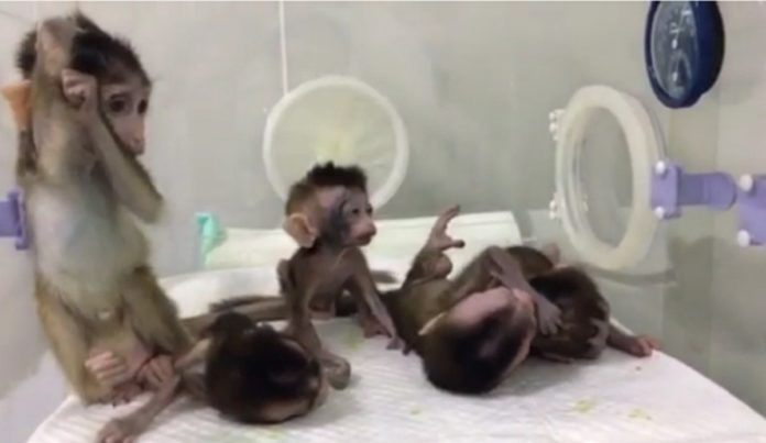 rekayasa genetika pada kloning monyet
