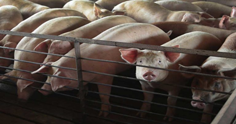 Produk Daging Flu Babi yang Beredar di Pasar Tiongkok Mungkin Mencapai 50 Persen