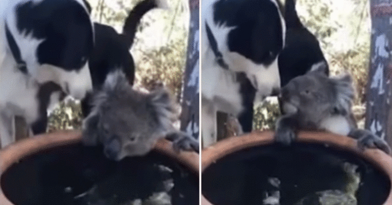 Anjing Berbagi Minuman dengan Koala yang Kehausan di Halaman Belakang Keluarga di Australia