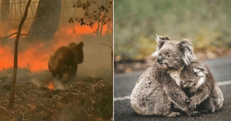 Foto-foto yang Memilukan Menunjukkan Efek Kebakaran Hutan Australia yang Membinasakan Hewan