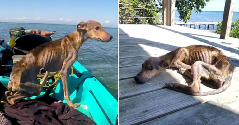 Fotografer Menyelamatkan Anjing Lapar dari Pulau Terpencil dan Memberinya Kesempatan Kedua untuk Hidup