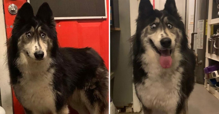Husky Bermata Juling Ditinggalkan Karena Penampilannya yang ‘Aneh’ Akhirnya Diadopsi Setelah Gambarnya Viral