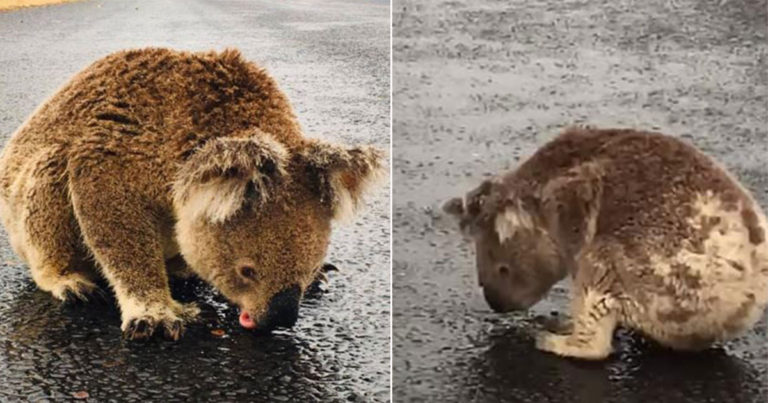 Koala yang Kehausan Menjilat Air Hujan di Jalanan Setelah Turun Hujan