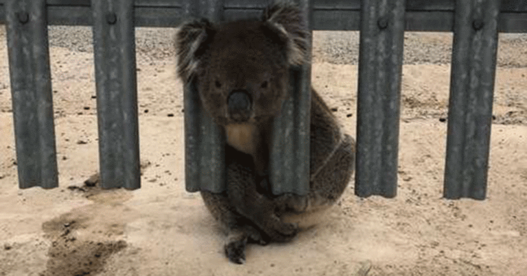 Koala yang Malang 3 Kali dalam Bahaya, Ketiga Kalinya Kepalanya Terjebak di Pagar