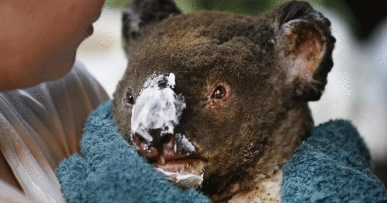 Lebih dari 20.000 Koala Mati Terpanggang Setelah Kebakaran Hutan Melanda Pulau Kanguru