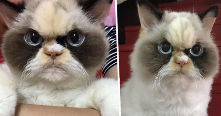 Orang-orang Berpikir Kucing Marah Ini Adalah Grumpy Cat yang Baru