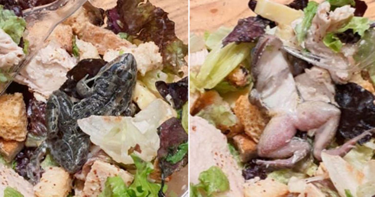 Pasangan Merasa Ngeri Setelah Menemukan Katak Besar Mati  di Saladnya Saat Makan di Restoran
