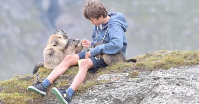 Remaja Austria Mengembangkan Ikatan Luar Biasa dengan Marmot Alpen