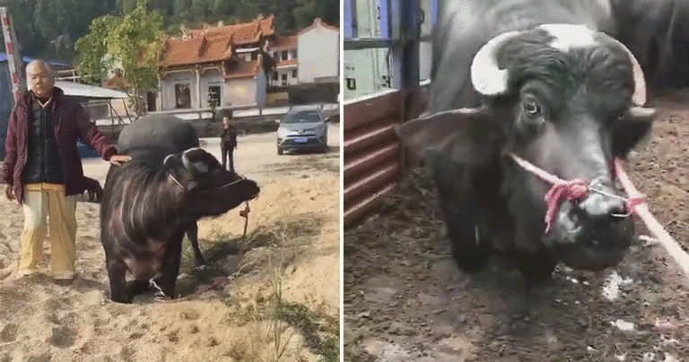Video: Sapi Hamil di Rumah Potong Berlutut dan Menangis, Memohon Agar Tidak Disembelih