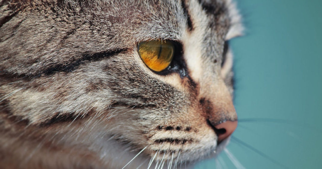  Seekor Kucing  Telah Menyandera Pemiliknya di Dapur Selama 