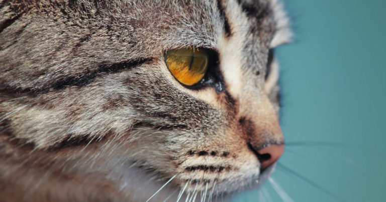 Seekor Kucing Telah Menyandera Pemiliknya di Dapur Selama Dua Hari Penuh