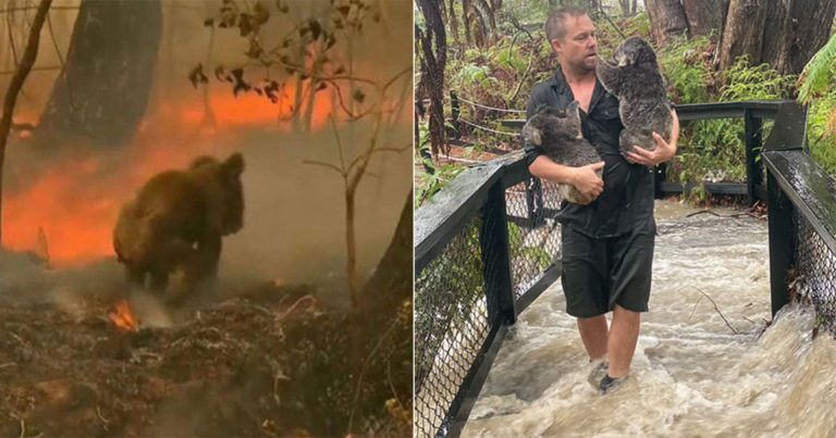 Setelah Diamuk oleh Kebakaran Hutan, Koala Sekarang Diancam oleh Banjir
