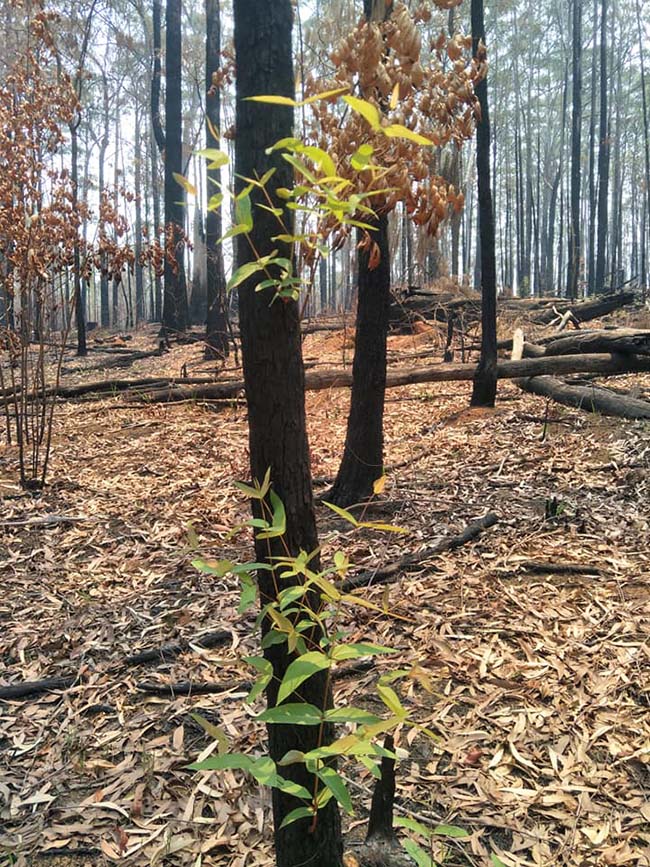  Tumbuhan  Baru Sudah Tumbuh di  Hutan  Australia yang 