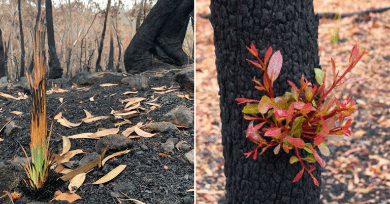 Tumbuhan Baru Sudah Tumbuh di Hutan Australia yang Terbakar, Bahkan Tanpa Hujan!