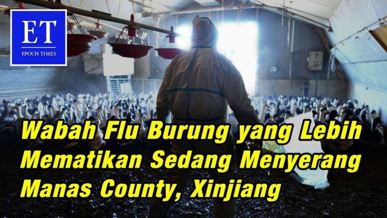 Wabah Flu Burung yang Lebih Mematikan Sedang Menyerang Manas County, Xinjiang