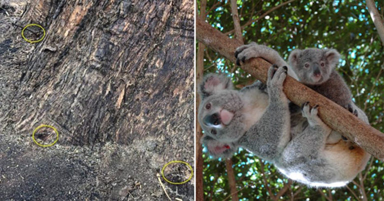 Pohon Berusia 100 Tahun Diracun, Itu Adalah Tempat Koala Berlindung Setelah Kebakaran