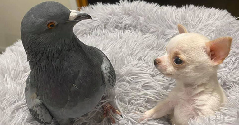 Viral: Anak Anjing Ini Adalah Sahabat Burung Merpati